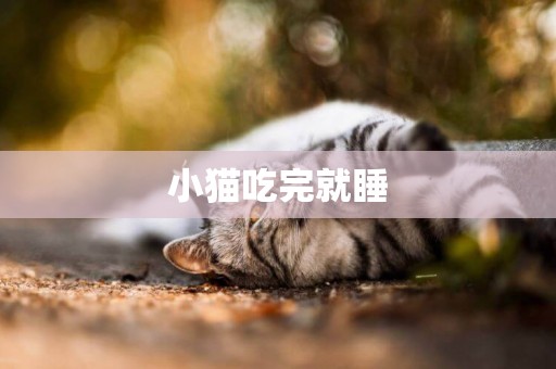 小猫吃完就睡